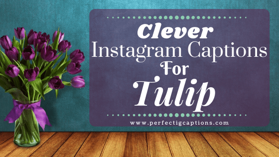 Clever-Instagram-Captions-For-Tulip