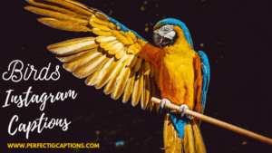 104+ Cute Instagram Captions for Birds